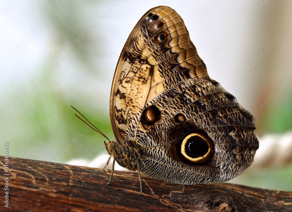 Fototapeta premium butterfly sitting on a leaf