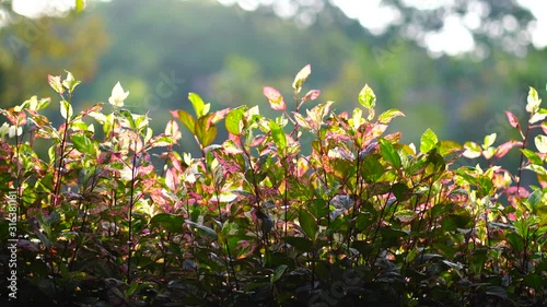 Morning lighten in green garden of   forest landscape  for life style exercise in the park.  