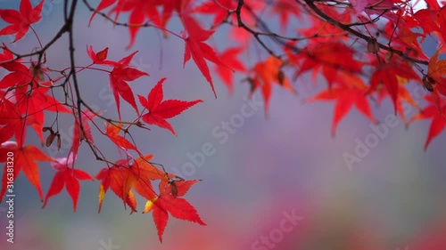 The natural texture of colorful maple leaves or Momijigari in autumn at Japan. Light sunset of the sun with dramatic yellow and orange sky. Image depth of field.
