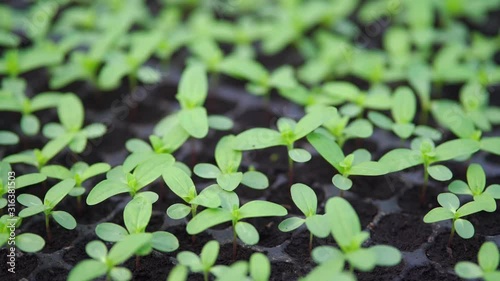 Green seedling growing in plant nursery or greenhouse.