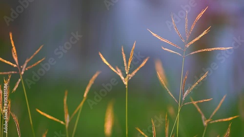 Beautiful meadow summer natural landscape with natural light sunset of the sun with dramatic yellow and orange sky. Outdoor travel on wild nature. Relax zone with fresh air and water.