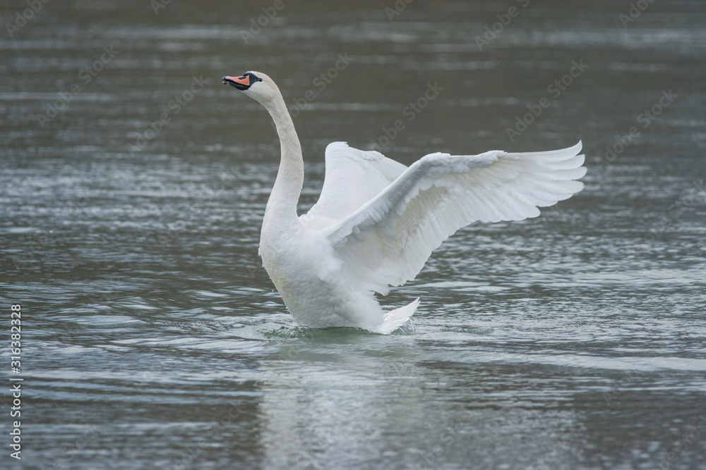 Fototapeta premium Graceful swan with wide open wings on the river, in winter. Selective focus