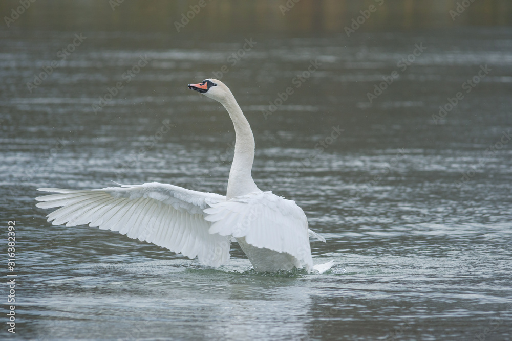 Graceful swan with wide open wings on the river, in winter. Selective focus