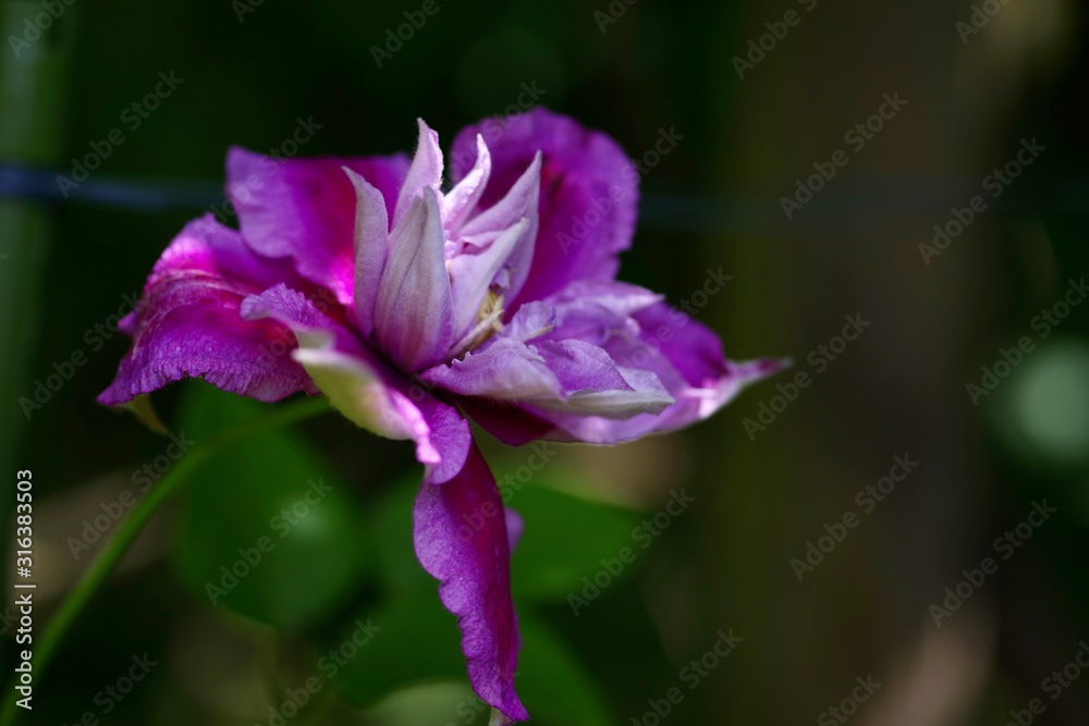 Fototapeta premium Clematis