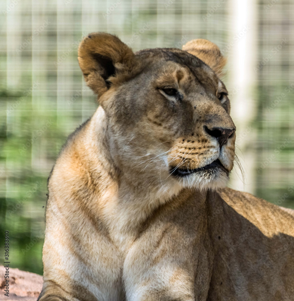 Wild Animal Brown Lioness Sitting on a Rock - Lioness Roaring Wild Animal Brown Lioness Sitting on a Rock - Lioness Roaring