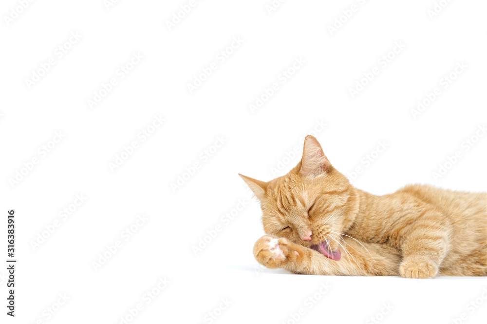 Fototapeta premium Adult red tabby cat lying isolated on white background