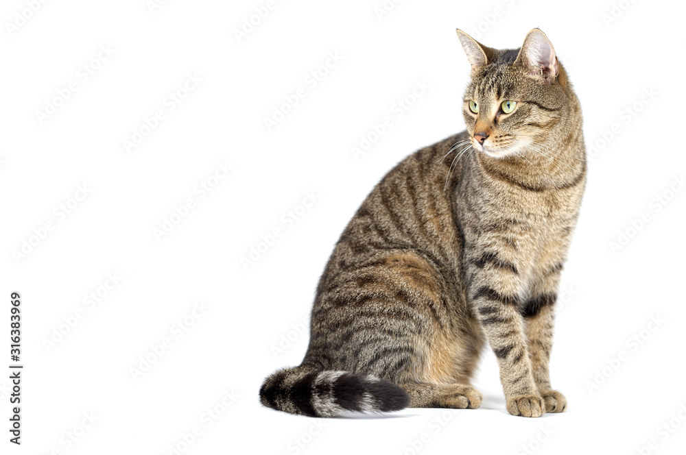 Adult grey tabby cat sitting isolated on white background