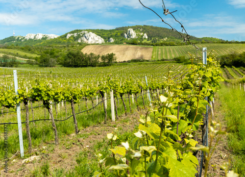 vineyards, Palava, Moravia region, Czech Republic