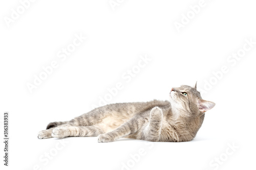 Fotografie Adult grey tabby cat lying isolated on white background