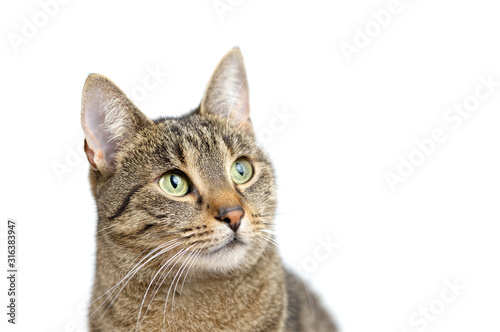 Head shot of adult tabby cat isolated on white background