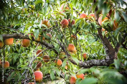 Photography Peach tree loaded with fresh organic fruit