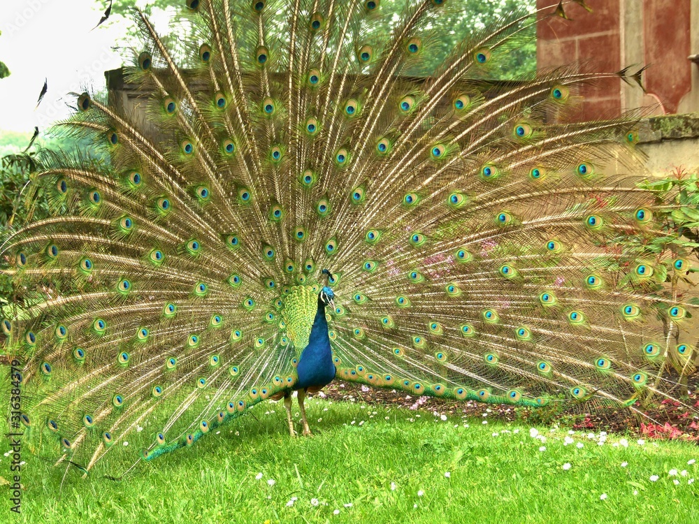 Obraz premium Male peacock on grass