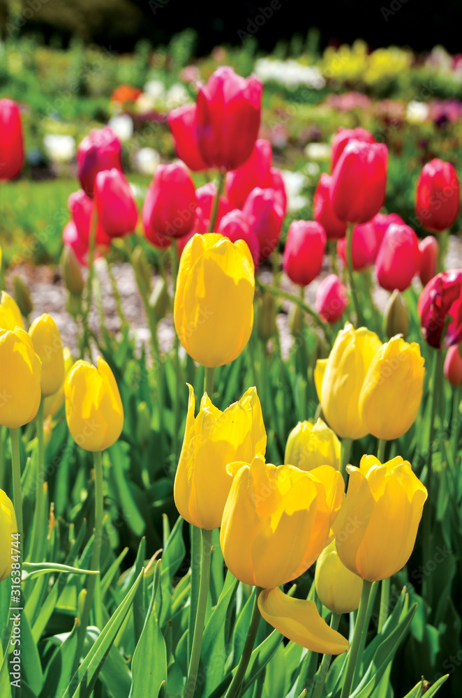 Obraz premium field of colorful tulips