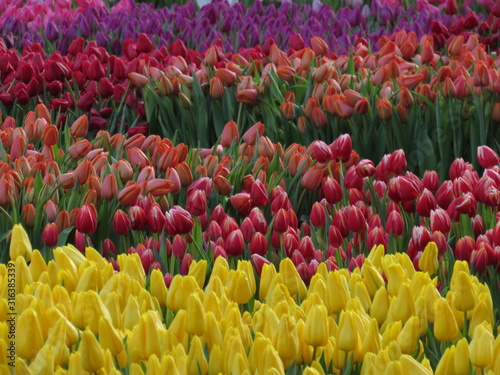 Tulips blossom on the field