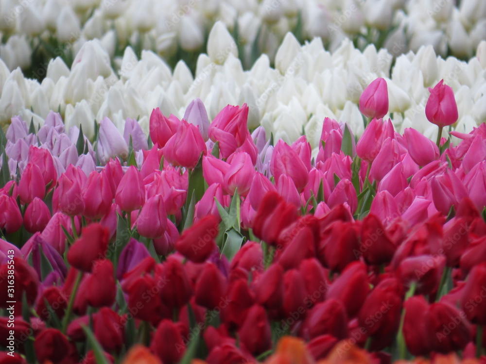 Tulips blossom on the field Tulips blossom on the field