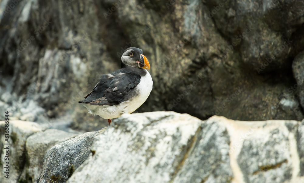 Fototapeta premium Puffin