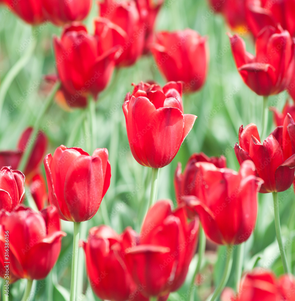 red tulips in sunny spring day red tulips in sunny spring day