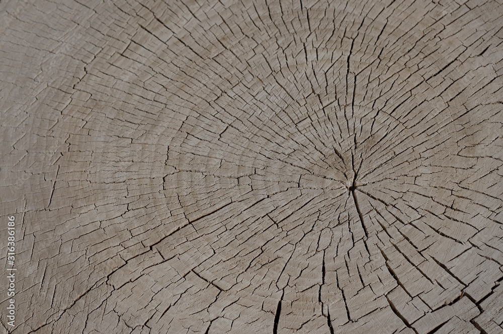 Fototapeta premium Wood cut background stock photo