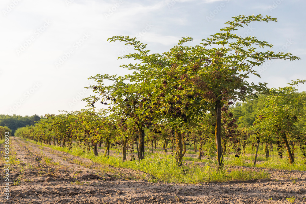 elderberry orchard in central Hungary