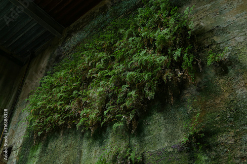 Obraz na plátně fernery