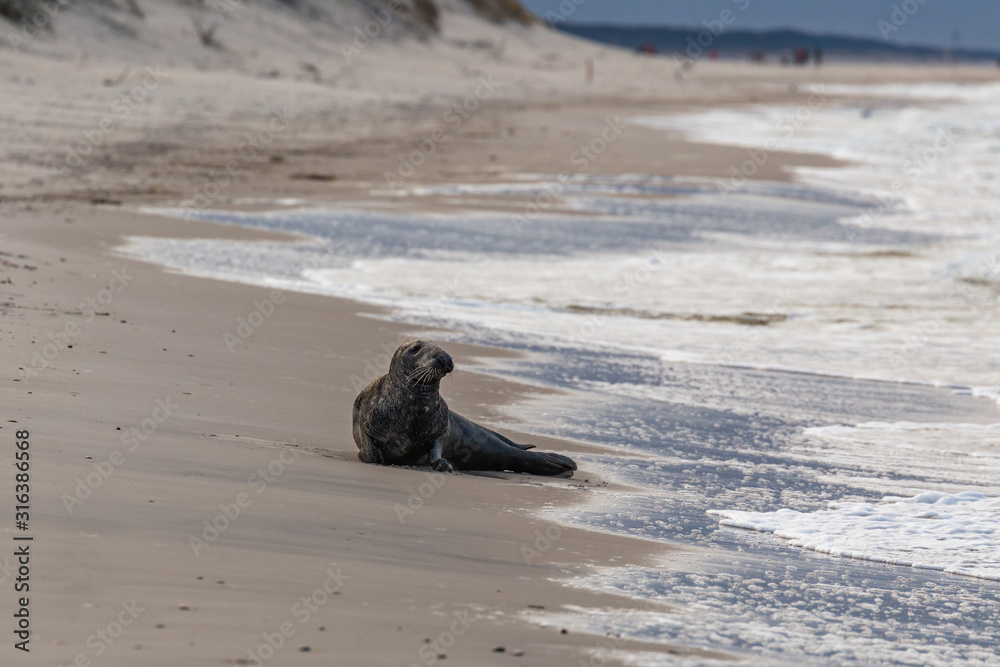 Gray seal (Halichoerus grypus) on the beach in the Slowinski National Park. Czolpino, Leba, Poland.