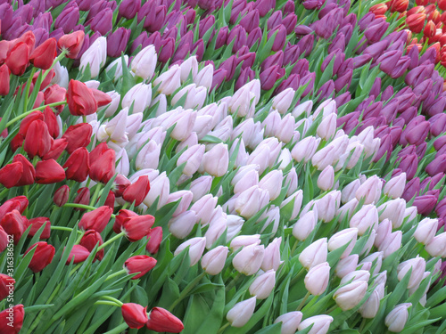 Tulips blossom on the field