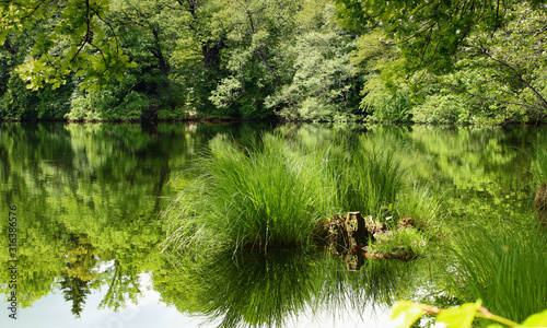 See Spiegelung Wald Grün Natur photo