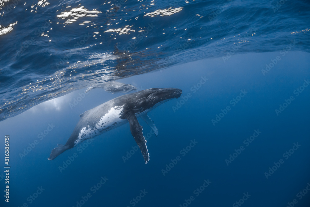 Fototapeta premium Vue sous-marine de baleines à bosses
