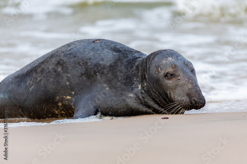 Obraz na płótnie Gray seal (Halichoerus grypus) on the beach in the Slowinski National Park. Czolpino, Leba, Poland. w salonie