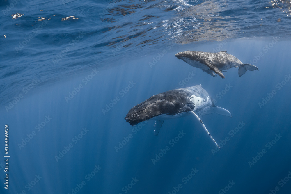 Naklejka premium Vue sous-marine de baleines à bosses