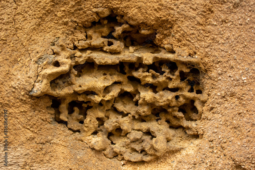 Cavity of ants on a brown wall. Ants house inside a urban wall. Round