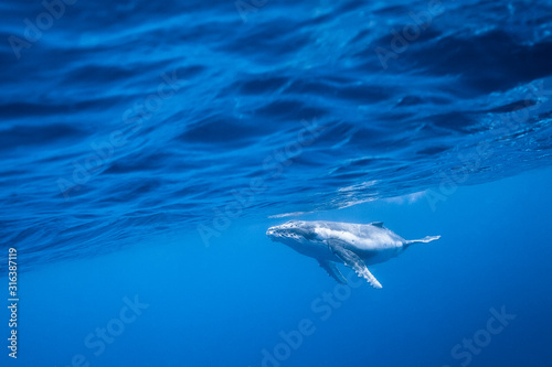 Vue sous-marine de baleines à bosses © zimagine