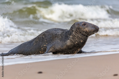 Gray seal (Halichoerus grypus) on the beach in the Slowinski National Park. Czolpino, Leba, Poland. © bchyla