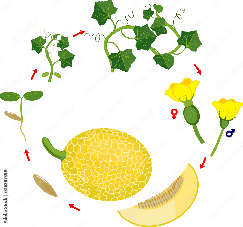 Life cycle of melon plant. Growth stages from seeding to flowering and