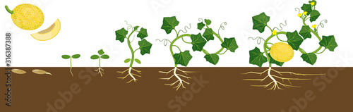 Life cycle of melon plant. Growth stages from seeding to flowering and fruit-bearing plant. General view of plant with root system