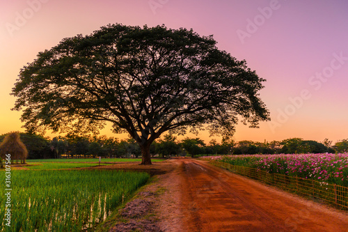 Silhouette of big tree and dirty road with flower field and rice field and sunset sky background