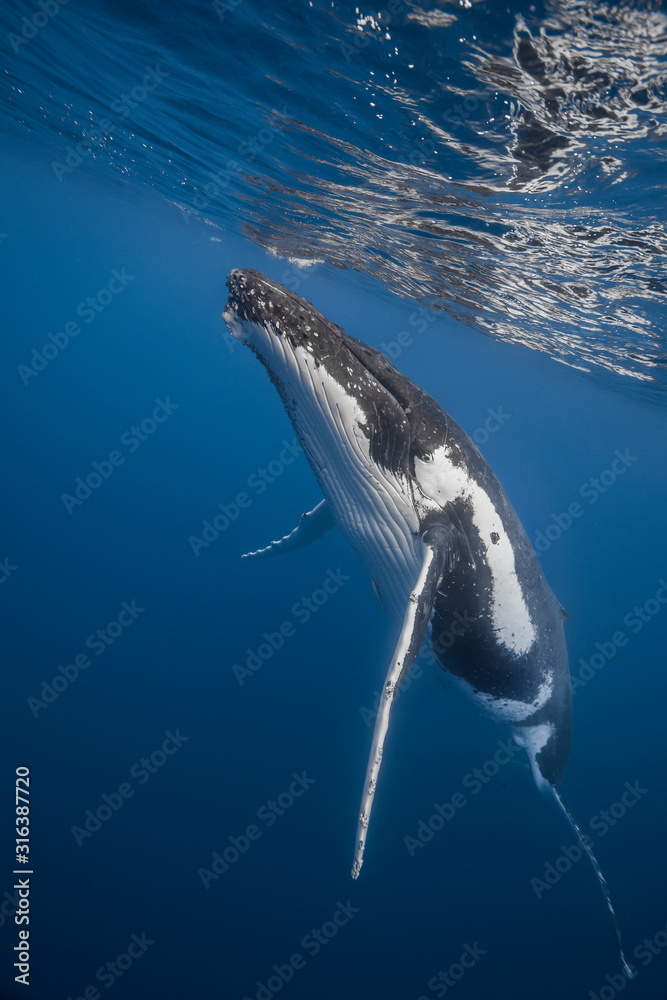 Fototapeta premium Vue sous-marine de baleines à bosses