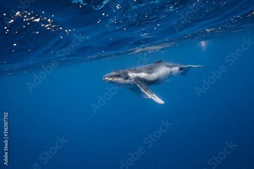 Vue sous-marine de baleines à bosses © zimagine