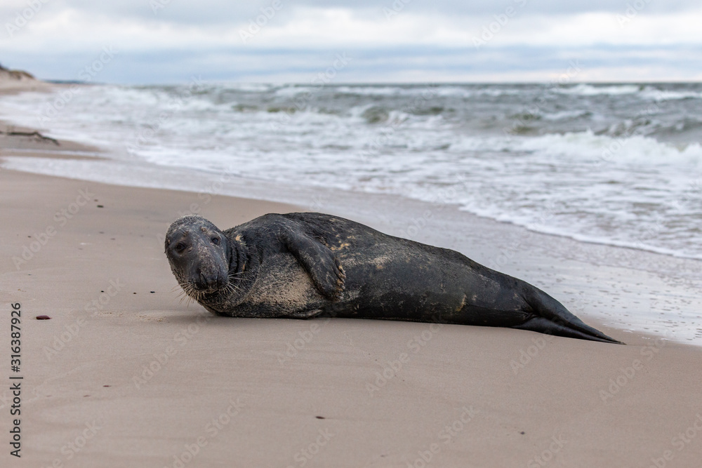 Gray seal (Halichoerus grypus) on the beach in the Slowinski National Park. Czolpino, Leba, Poland.