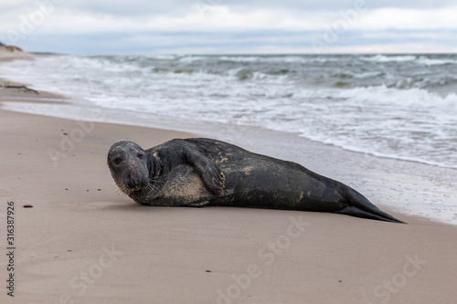 Obraz na płótnie Gray seal (Halichoerus grypus) on the beach in the Slowinski National Park. Czolpino, Leba, Poland. w salonie