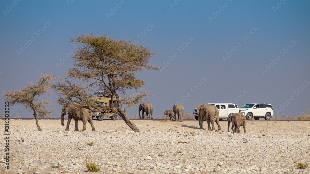 Elephants family crossing a road with tourists in the Etosha National Park in Namibia.