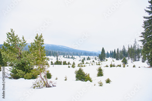 Winter landscape near Modrava in Sumava National Park 