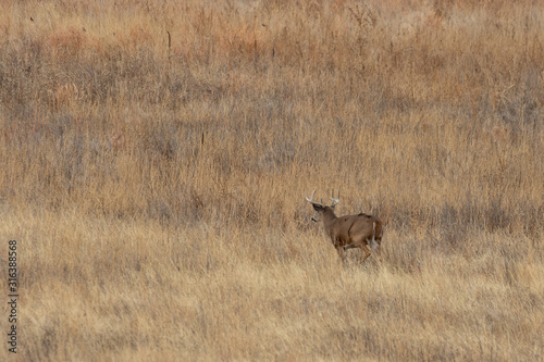 Fototapeta Naklejka Na Ścianę i Meble -  Whitetail Deer Buck in the Fall Rut