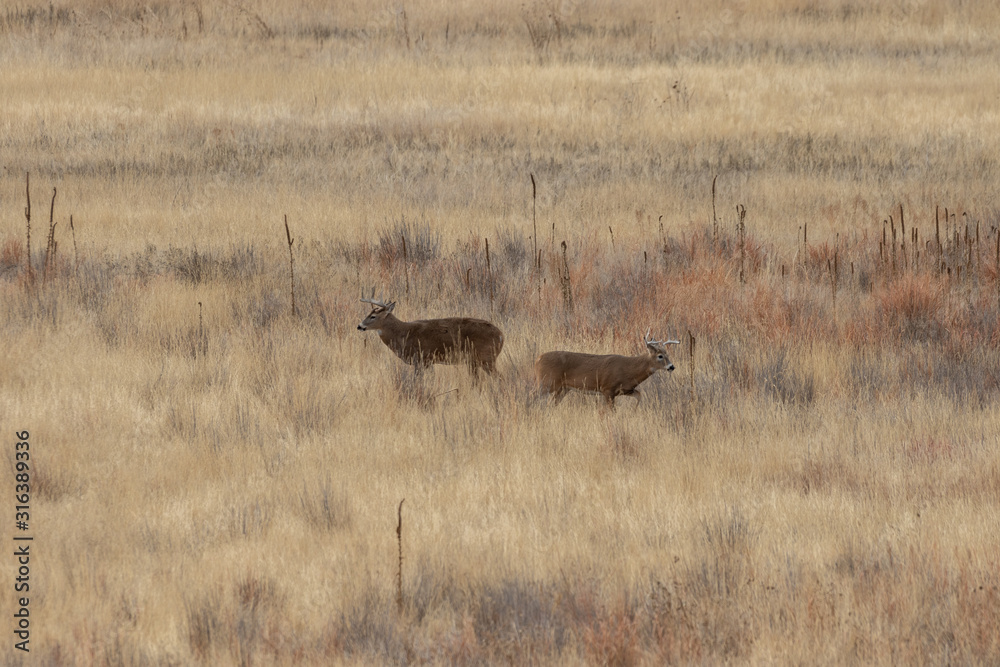 Whitetail Deer Bucks in Colorado in the Fall Rut Whitetail Deer Bucks in Colorado in the Fall Rut