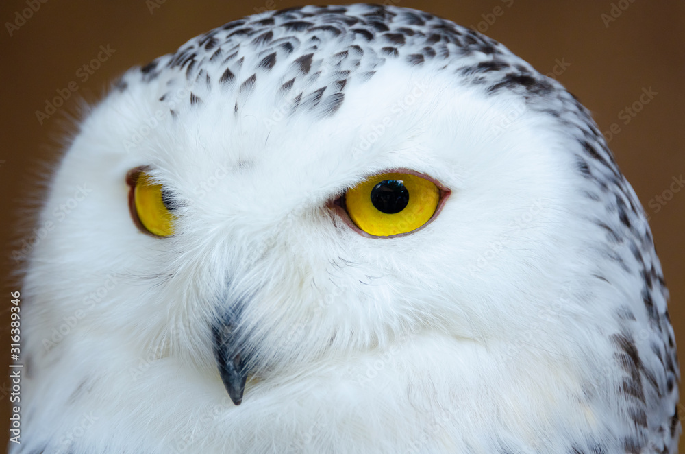 Obraz premium Portrait of a polar owl close-up, bright yellow eyes, black beak.