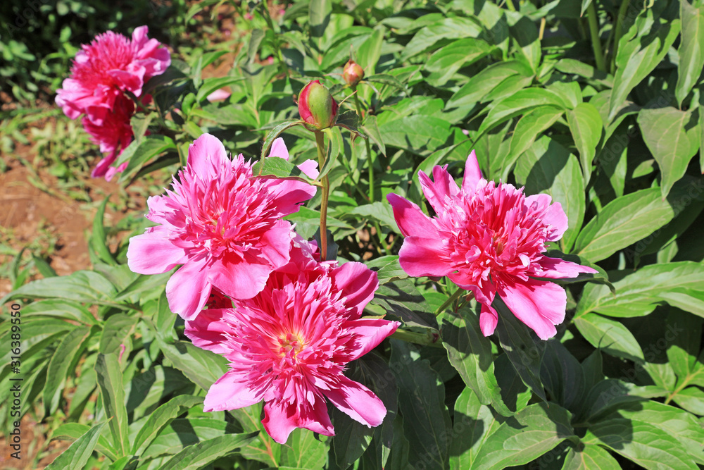 Paeonia lactiflora Pall Paeonia lactiflora Pall