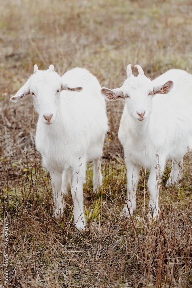 Obraz premium two white young goats
