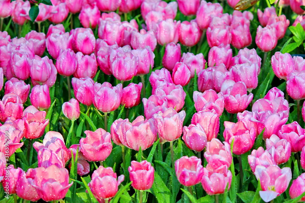 the beautiful pink tulips in garden.the pastel pink color on flwer leaves. the beautiful pink tulips in garden.the pastel pink color on flwer leaves.