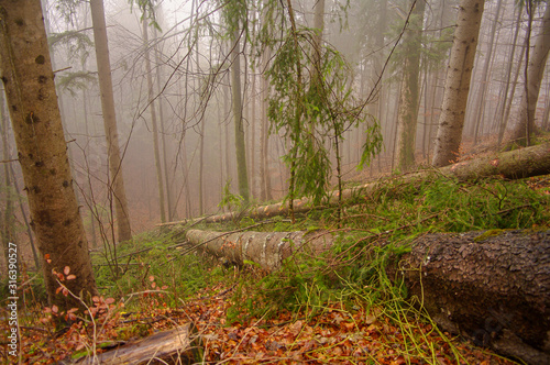 View of wild pine tree forest at foggy morning, Germany