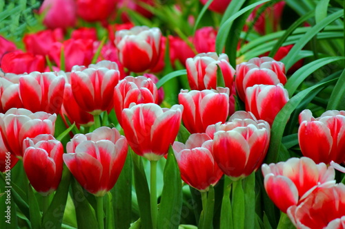 colorful beautiful tulips in plantation colse up red flower in ganden.